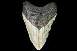 Fossil Megalodon Tooth - North Carolina #108958-1
